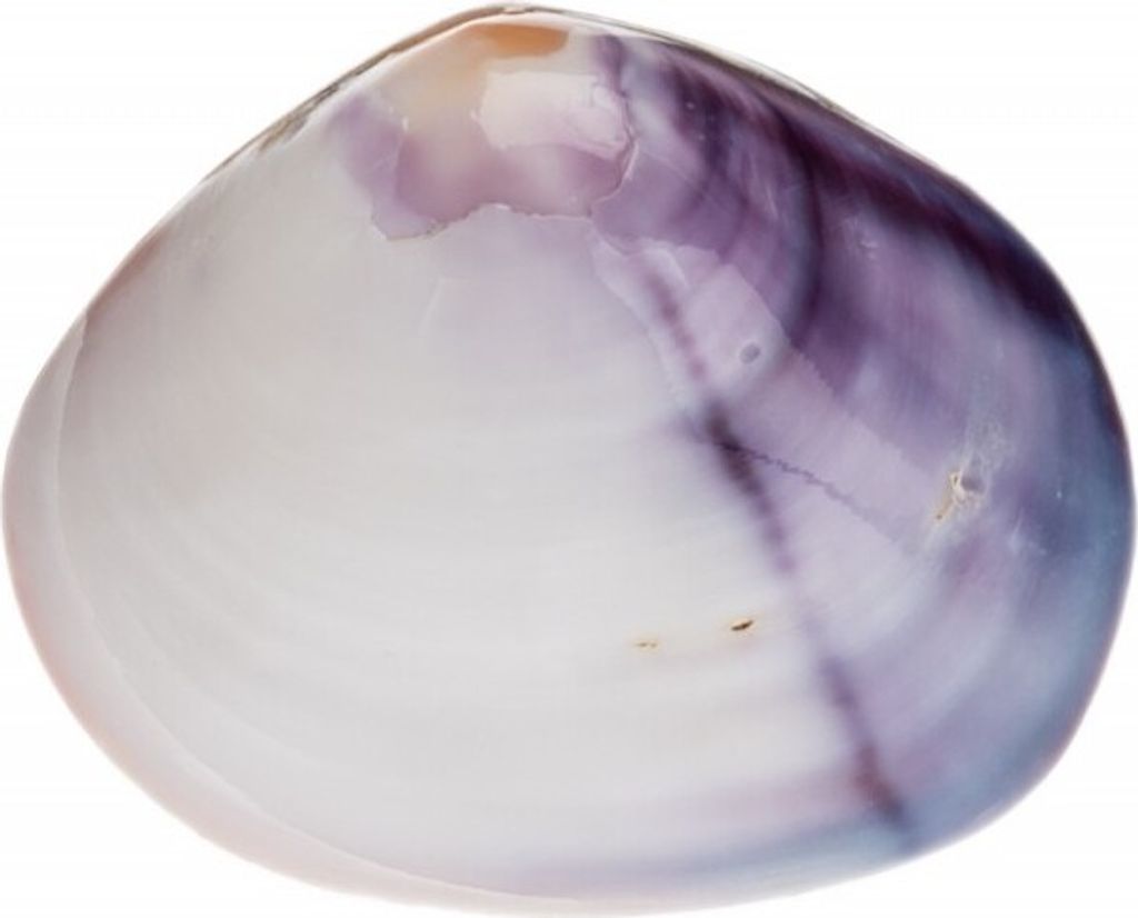 Purple Clam 4-5cm | Batissa violacea Produktbild 