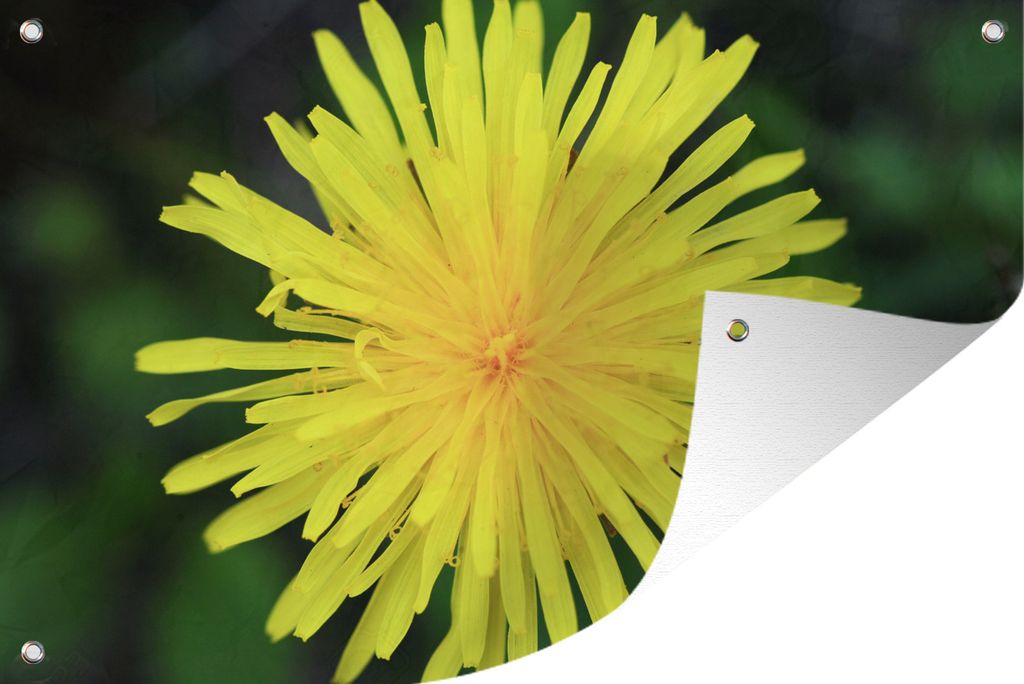 MuchoWow 90x60 cm Outdoor-Poster Gartendeko Sichtschutz Garten Poster für den Garten Makro - Sonnenblume - Gelb