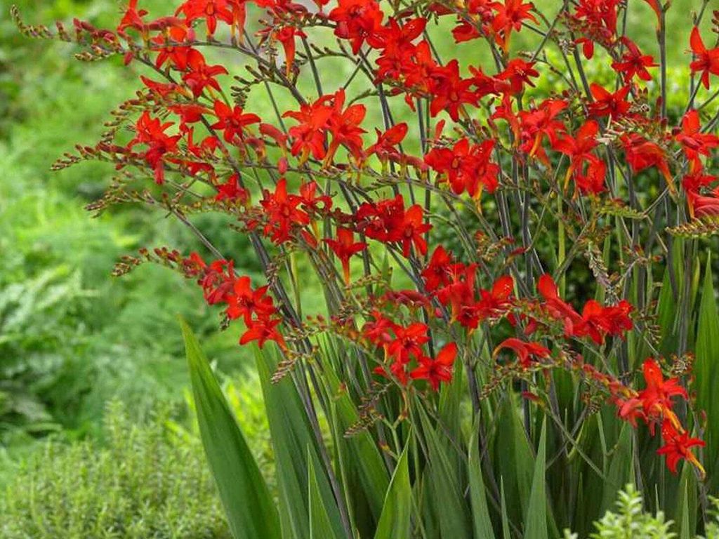 Montbretie Crocosmia Lucifer (10 Stück) winterhart