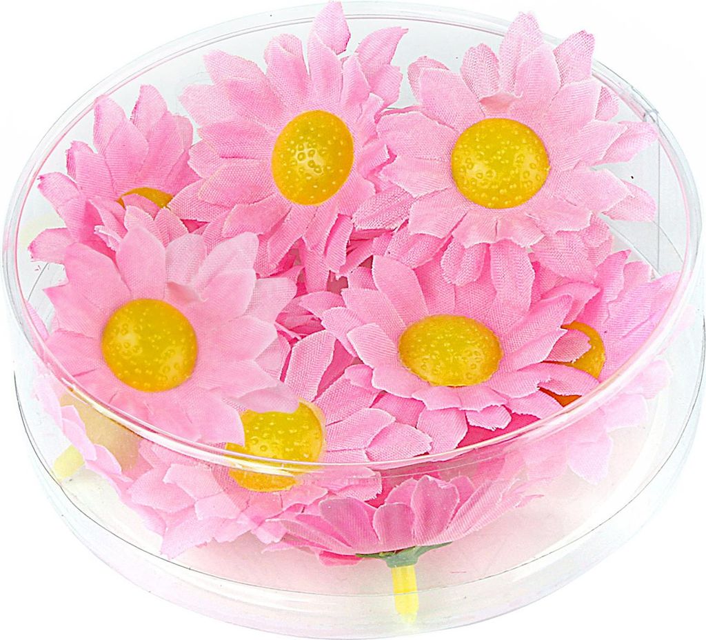20 Margeriten Blütenköpfe Hellrosa Box - Einheitsgröße