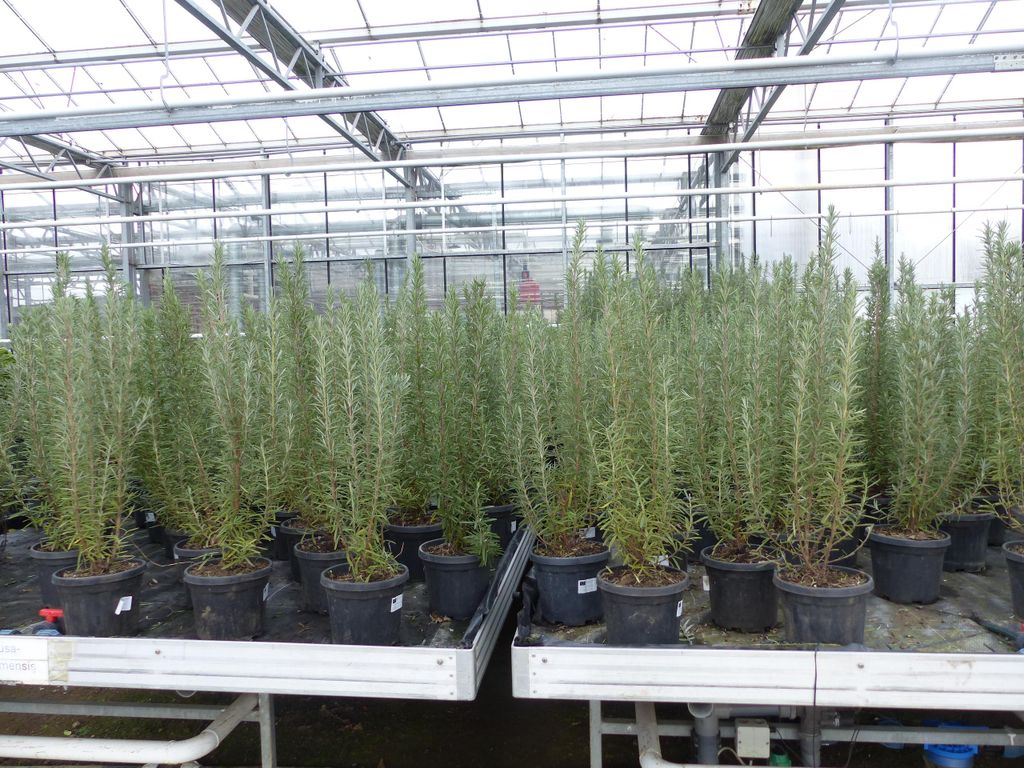 3 Stück echter Rosmarin Officinalis 50-60 cm Höhe, XL Busch Ø 20-30 cm, stehend, winterhart Kräuter