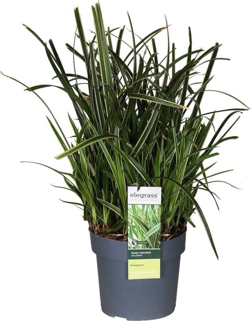 Carex morrowii Ice Dance Ø19cm - Graminée persistante Hauteur 45cm