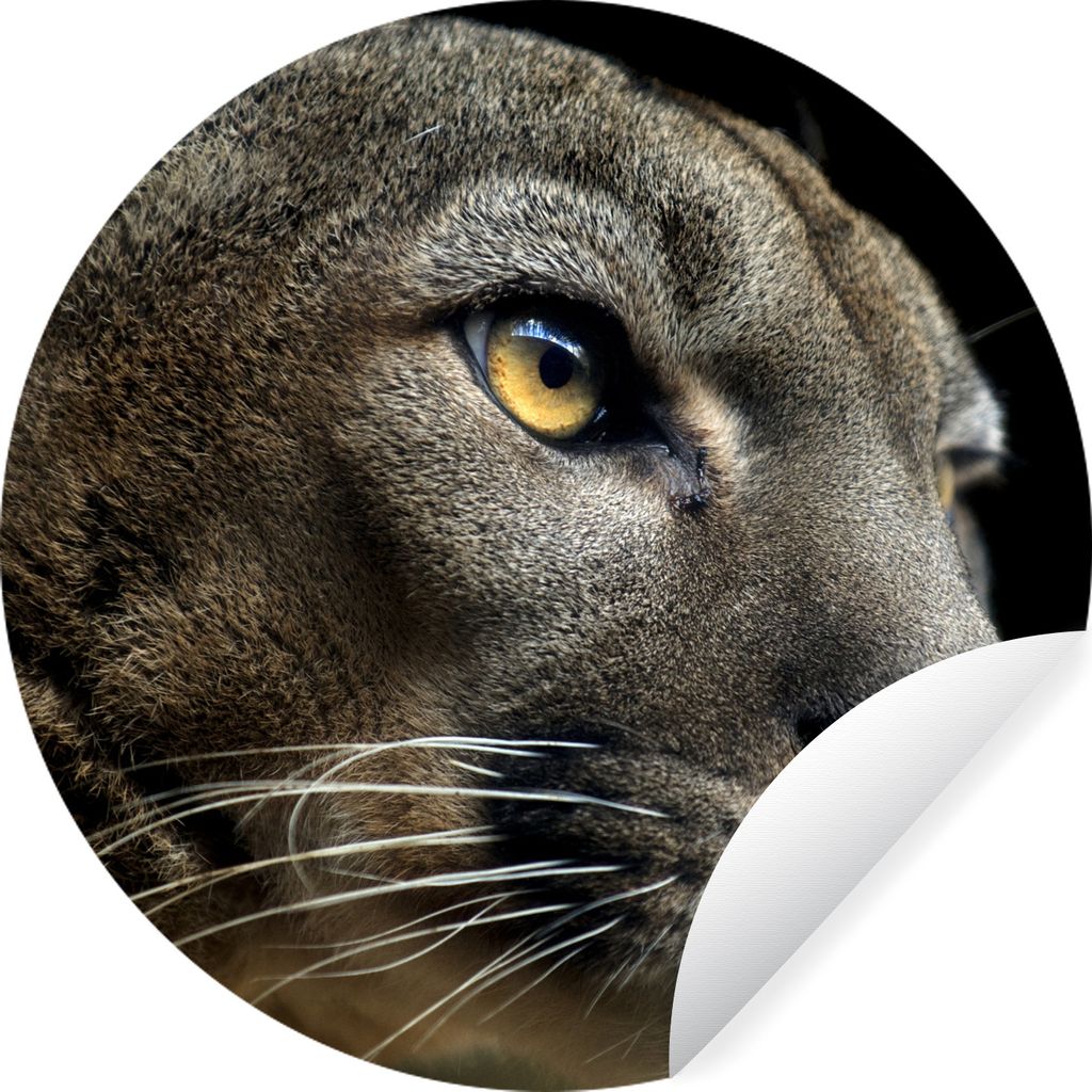 MuchoWow Runde Wandtattoo - Wandsticker Tapete Aufkleber Puma - Wilde Tiere - Porträt Ø 80 cm Selbstklebend und Repositionierbar - Wandaufklebe...