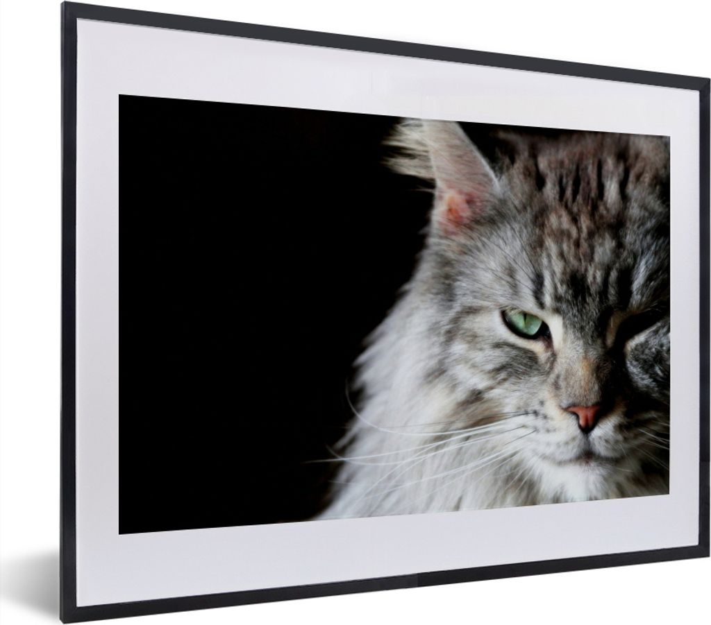 MuchoWow MuchoWow Gerahmtes Poster Porträt einer graufarbigen Maine Coon Katze 40x30 cm - Poster mit zchwarzem Bilderrahmen - Bilderrahmen - P...