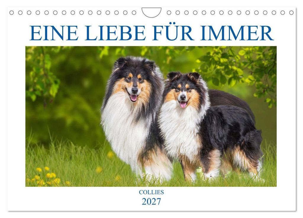 Eine Liebe für immer - Collies (Wandkalender 2027 DIN A4 quer), CALVENDO Monatskalender