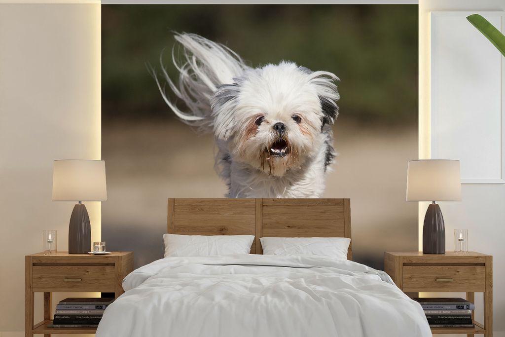 MuchoWow Fototapete für Wohnzimmer oder Schlafzimmer Wandtapete Vinyl Motivtapete Ein Shih Tzu Hund schwebt mit seinen Beinen über dem Boden - ...