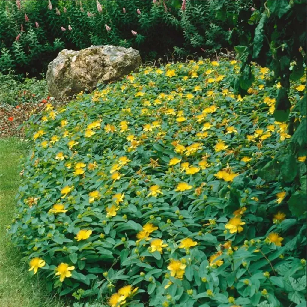 Plants by Frank : 24 Millepertuis Hypericum calycinum, couvre-sol rustique