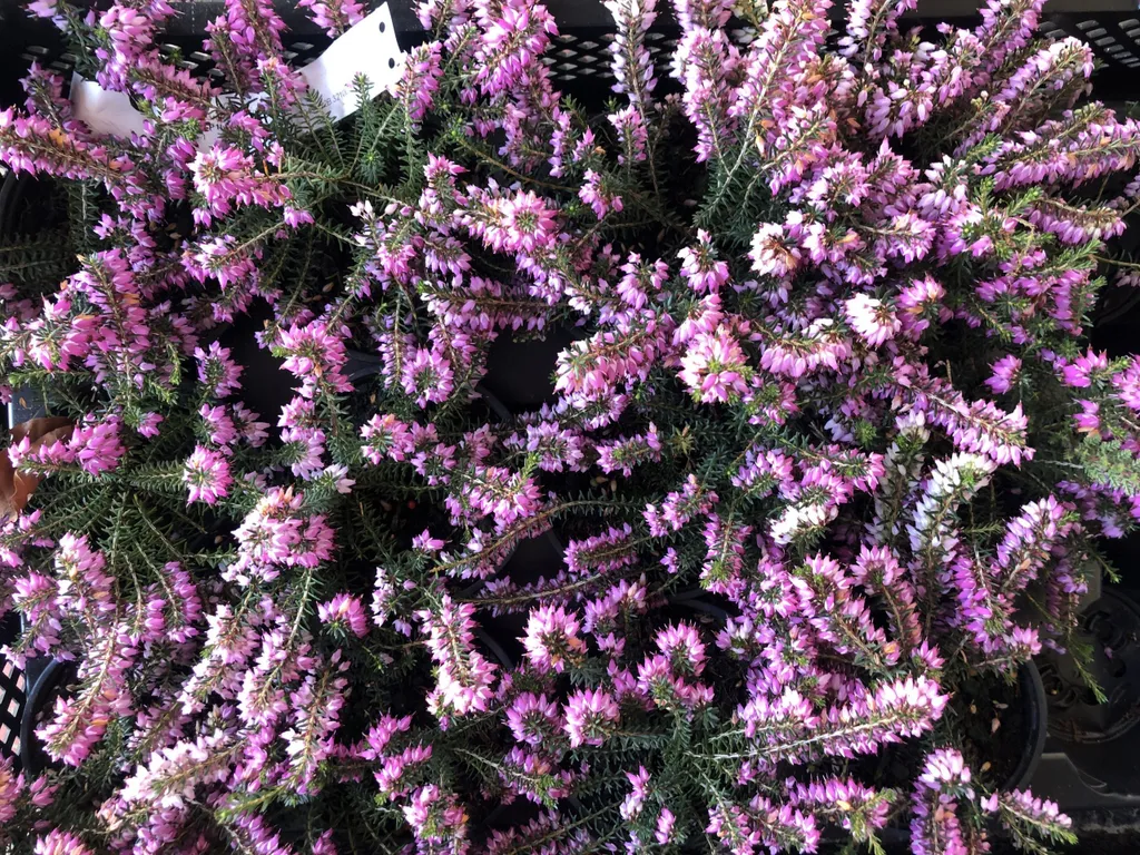 Lot de 12 Erica carnea rose : Bruyère d'hiver rose en pot de 10,5 cm