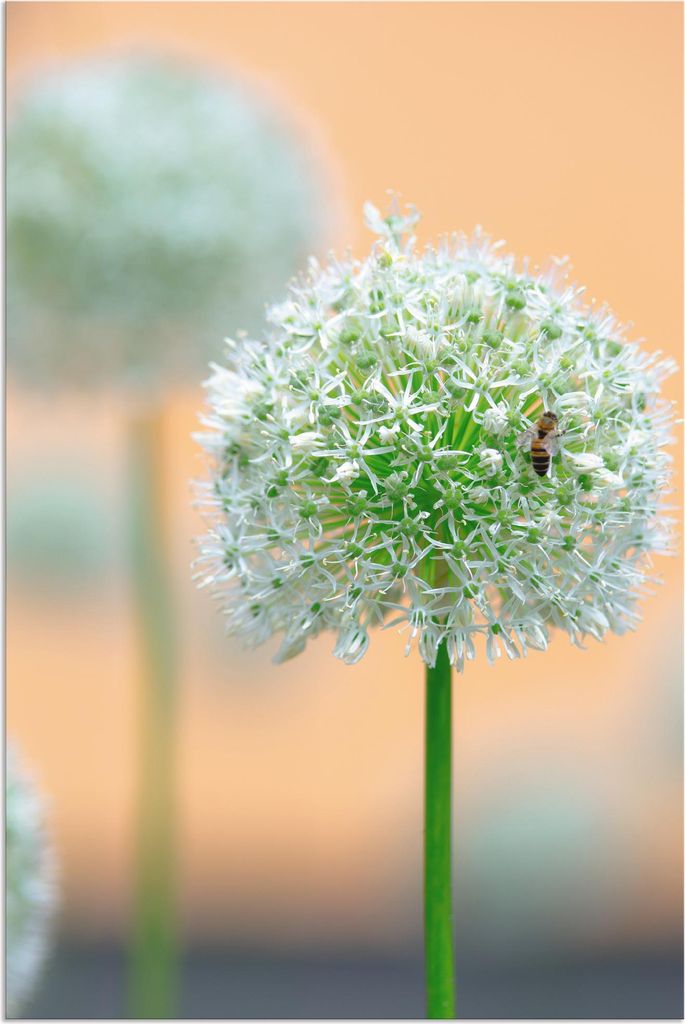 ARTland Wandbild Alu für Innen & Outdoor Großer Allium in Pastell Größe: 40x60 cm
