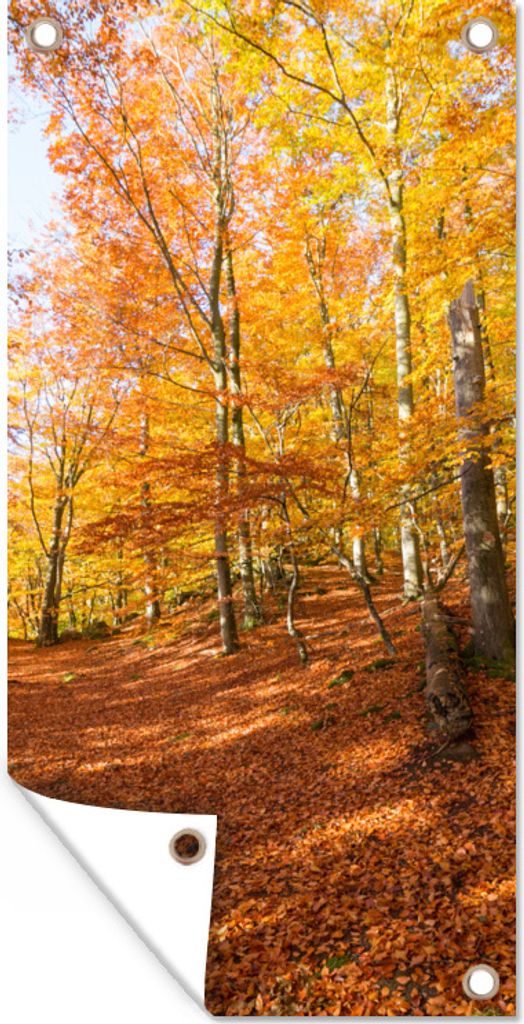 MuchoWow 40x80 cm Outdoor-Poster Gartendeko Sichtschutz Garten Poster für den Garten Gelb gefärbter Buchenwald im Söderåsen-Nationalpark in ...