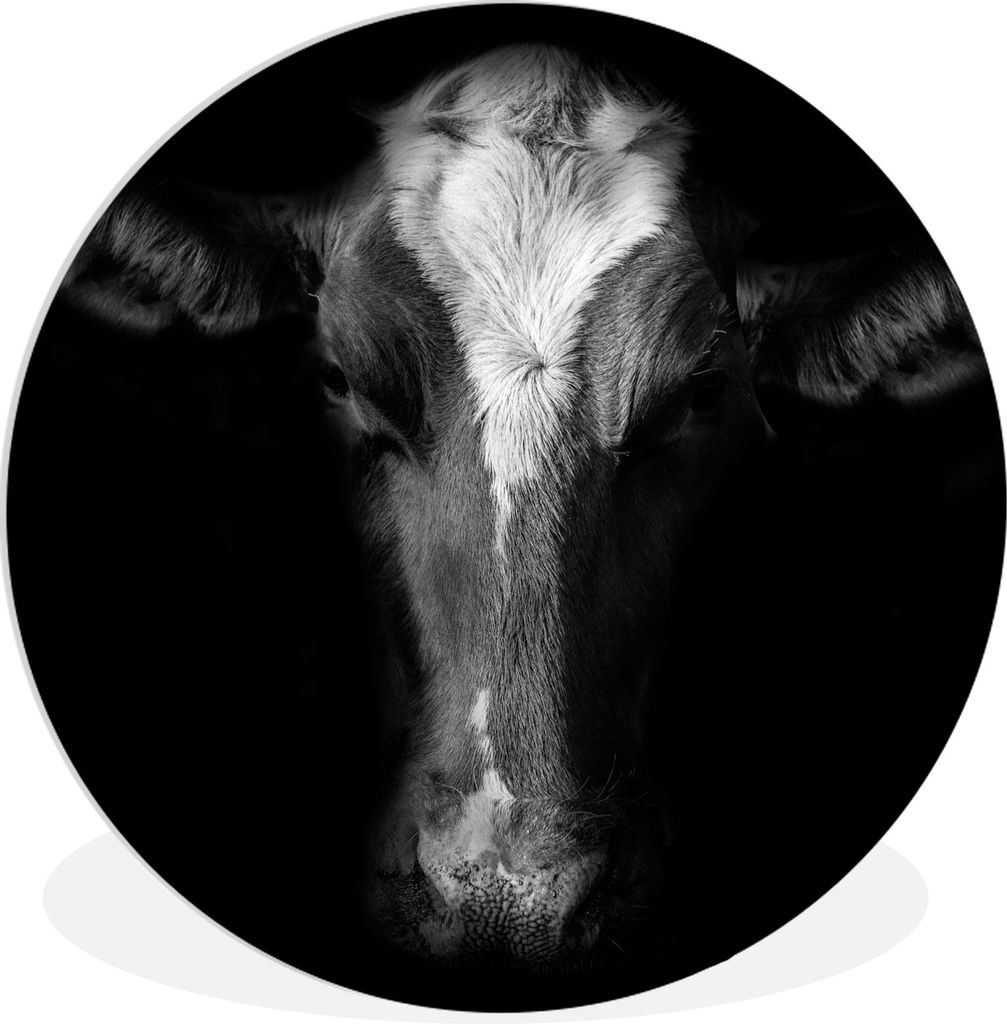 MuchoWow Rundes Wandbild - Runde Bilder Kuh Porträt auf schwarzem Hintergrund in schwarz und weiß Ø 30 cm Kreis Wanddekoration Kunststoff - Wa...