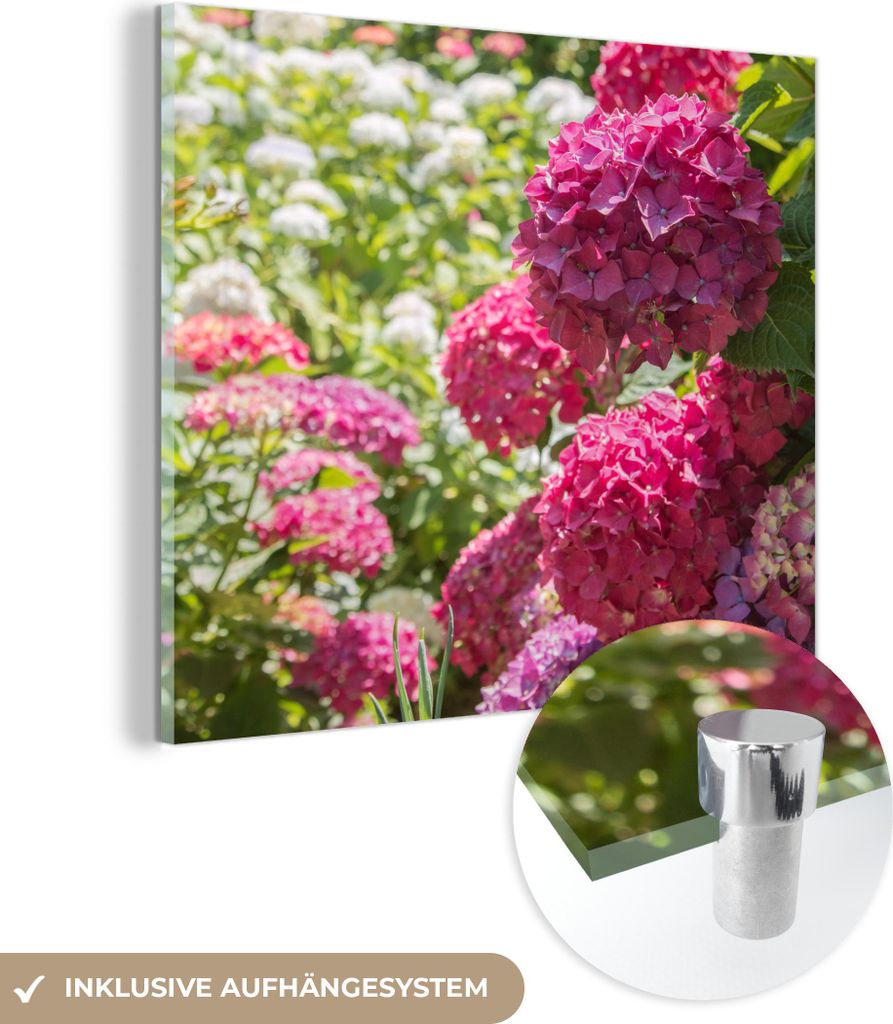 MuchoWow Glasbilder - Bilder auf Wandbild - Foto auf Glas Ein Garten voller rosa und weißer Hortensien 50x50 cm Wanddekoration aus Glas - Acrylgla...