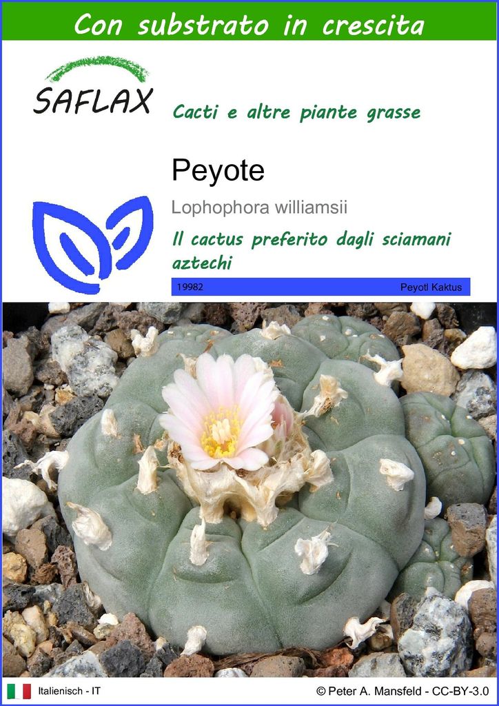 SAFLAX  - Peyote - 20 semi - Con substrato - Lophophora Immagine del prodotto 