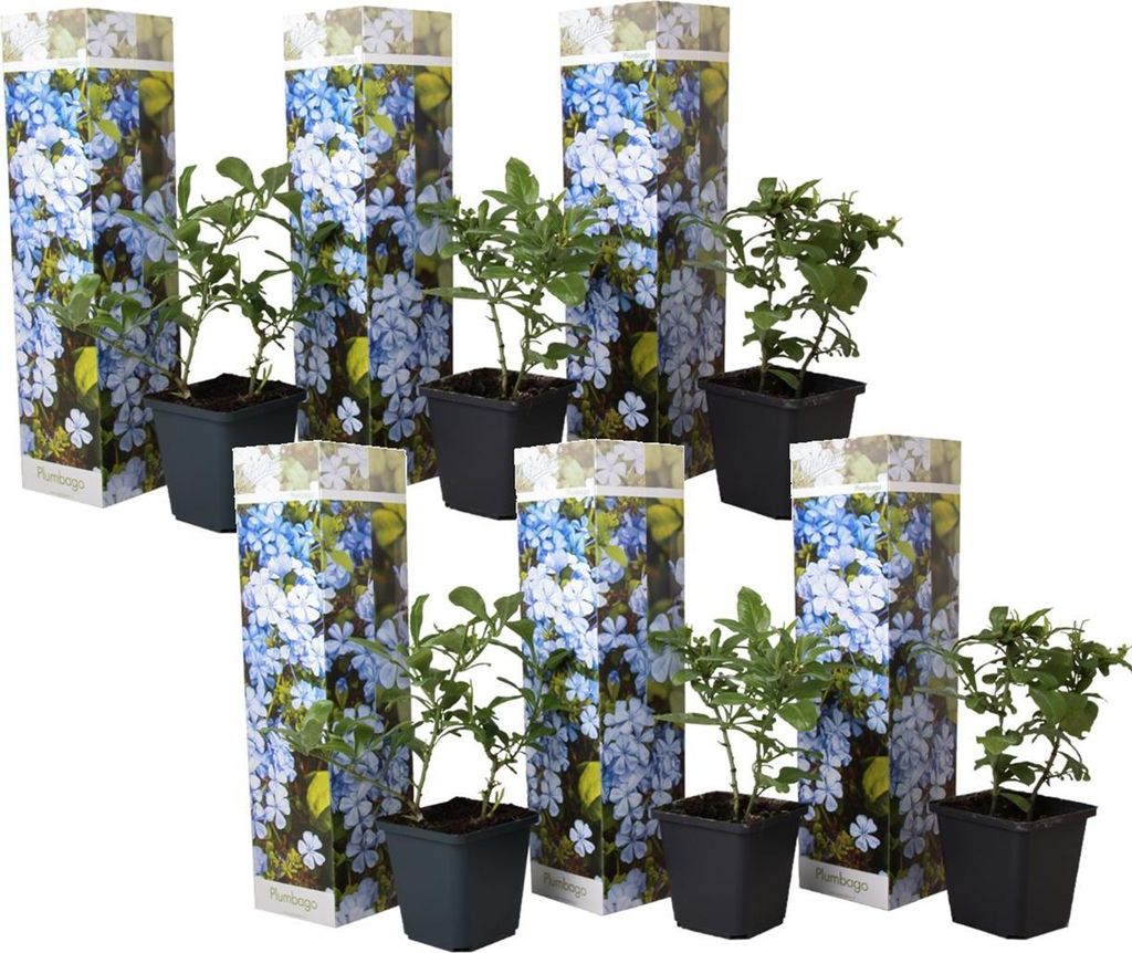 Six potted plants with decorative sleeves are arranged in two rows.