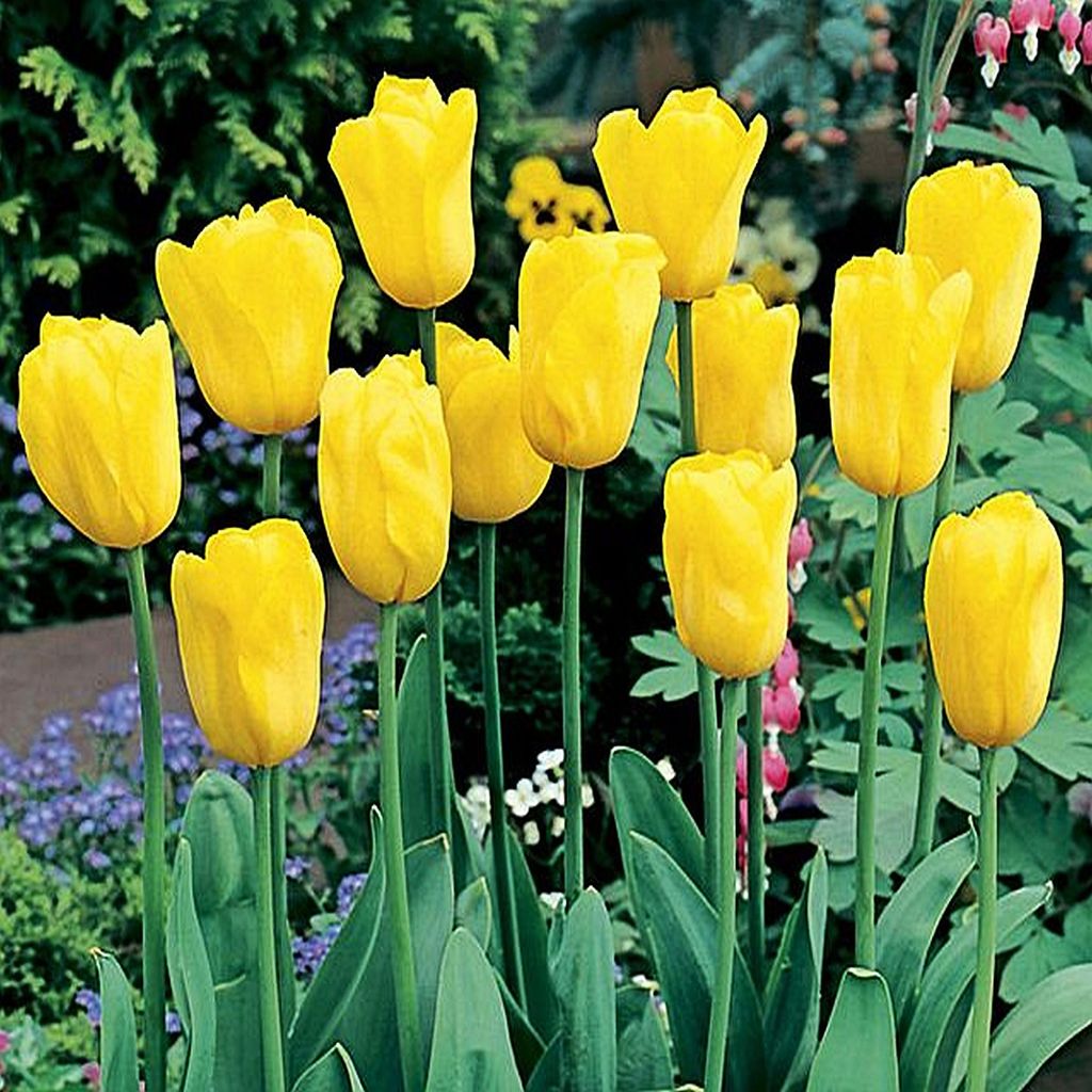 Tulipány Tulipánové cibuľky Kvetinové cibuľky Cibuľky Kvety Obrázok produktu 