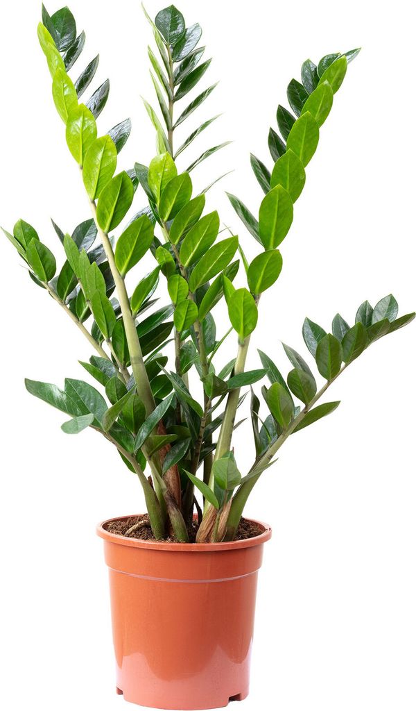 Glücksfeder - Zamioculcas zamiifolia 9+ - Höhe 90 cm, Produktbild 