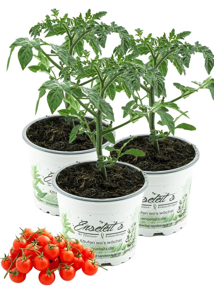 Enseleits 3er Set Honigtomaten Pflanze – Mexikanische Honigtomate / Miel du Mexique – Süße Cocktailtomate für Balkon, Gewächshaus, Terrasse...