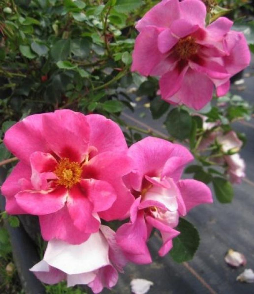 Rosa Eye to Eye - Strauchrose Eye to Eye - Warner Rose - Syn. Candy Eyes