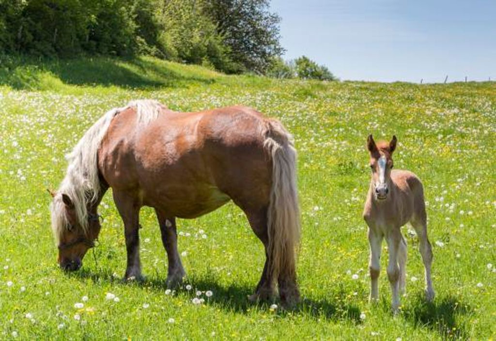 3 D Ansichtskarte Haflinger, Postkarte Wackelkarte Hologrammkarte Tiere Tier Pferde