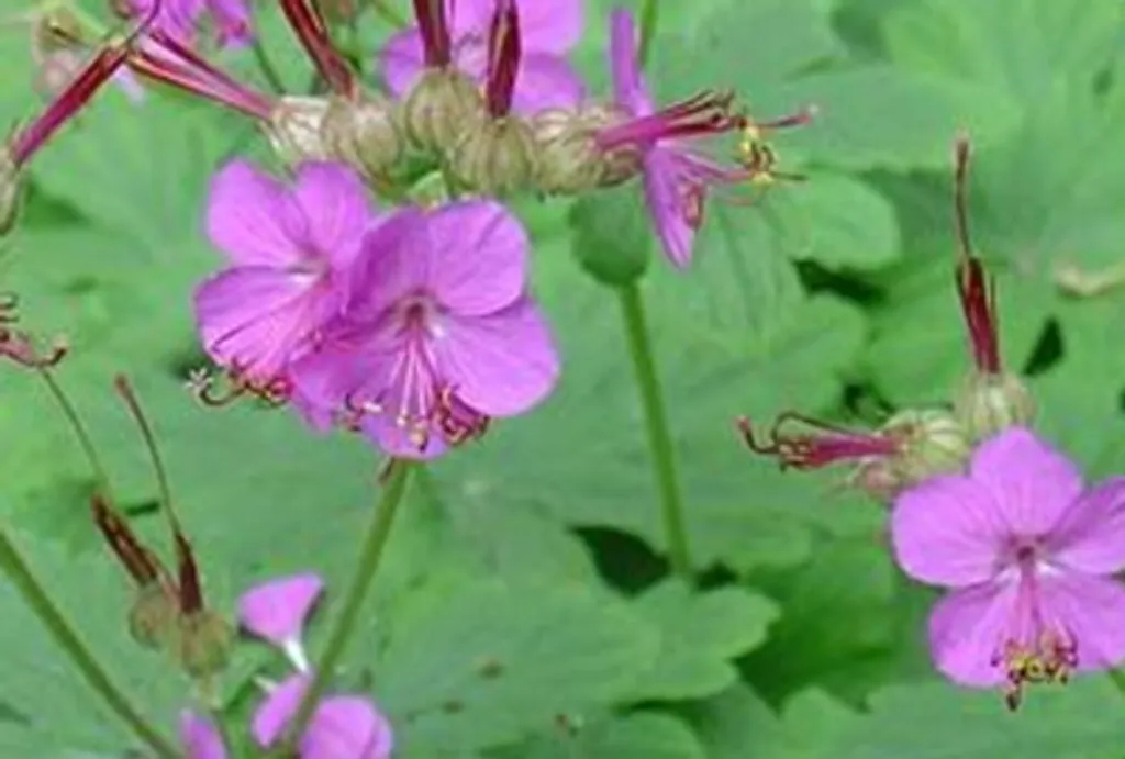 Géranium macrorrhizum : 6 plantes anti-mauvaises herbes en pot 9cm