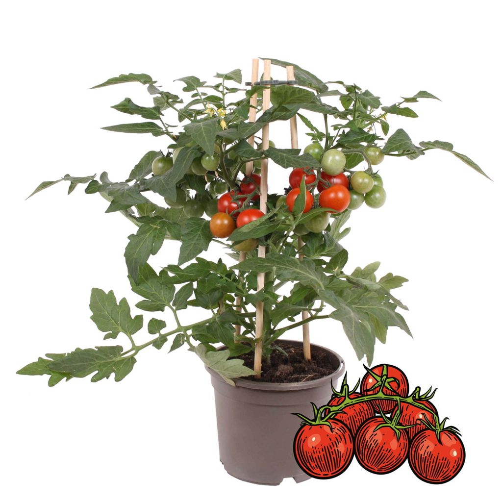 Kirschtomate Cherrytomate Pflanze mit Kaufland.de
