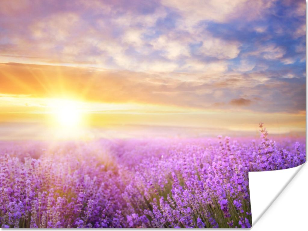 MuchoWow Poster Lavendel - Sonne - Himmel - Natur 80x60 cm - Kunst für zu Hause