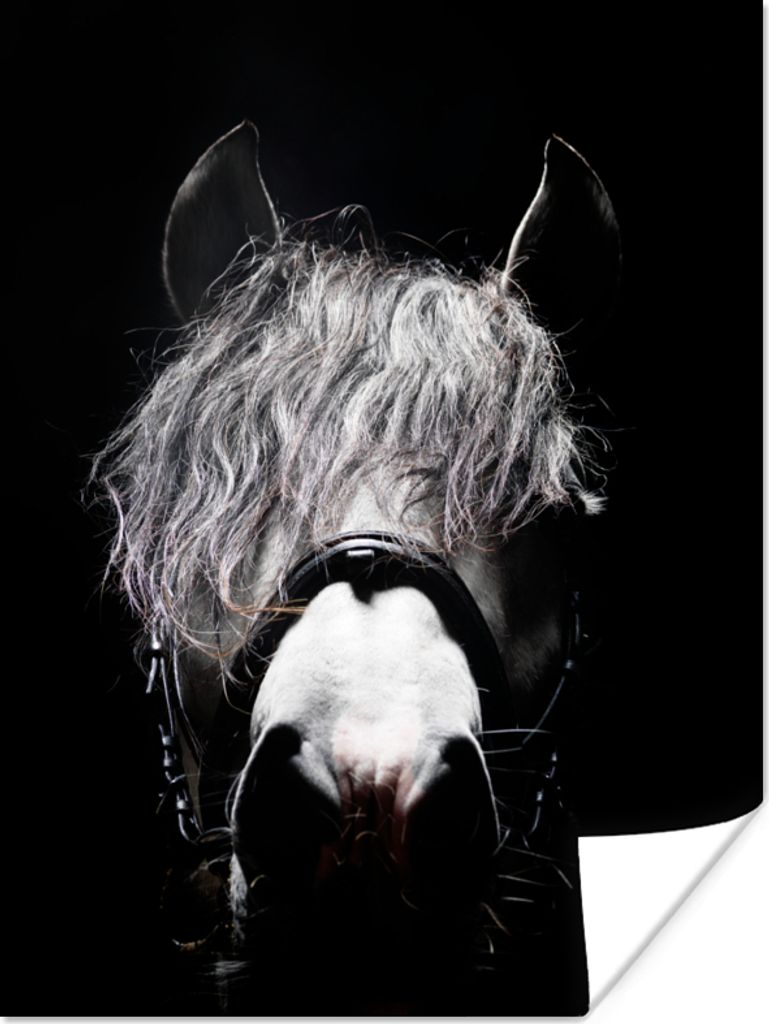 MuchoWow Poster Pferd - Porträt - Schwarz - Weiß 60x80 cm - Schlafzimmer Dekoration