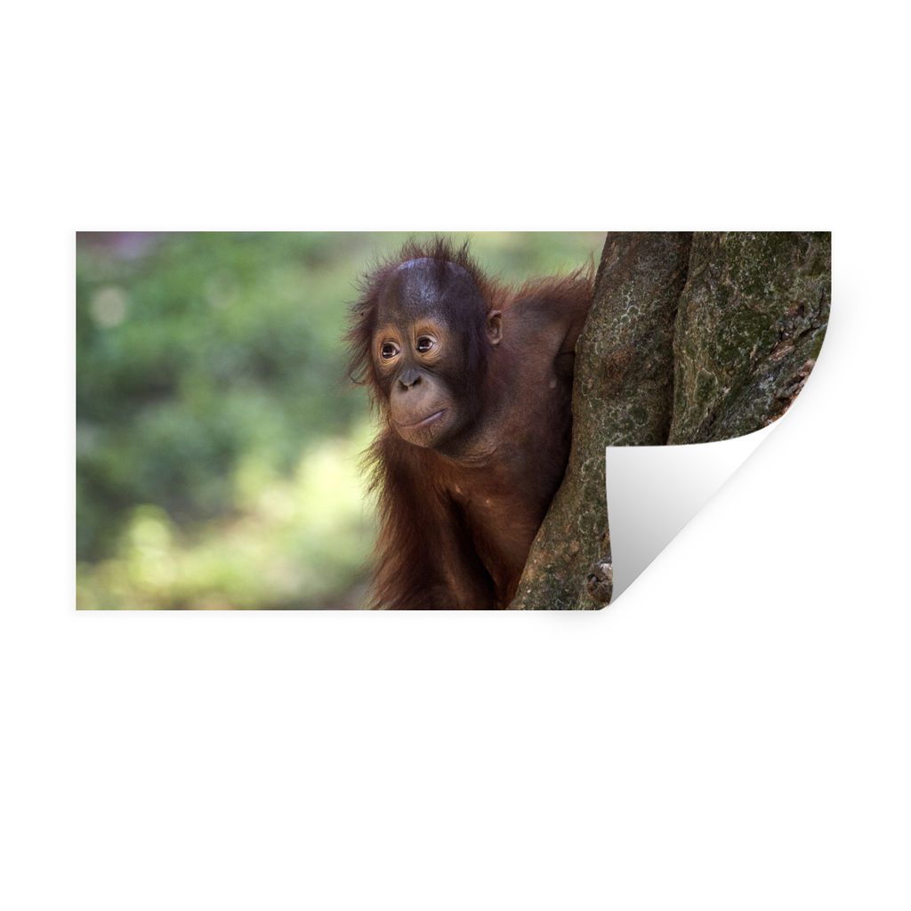 MuchoWow Wandtattoo Wandsticker Wandaufkleber Baby - Orang-Utan - Baum 160x80 cm Selbstklebend und Repositionierbar - Sticker - Dekorfolie