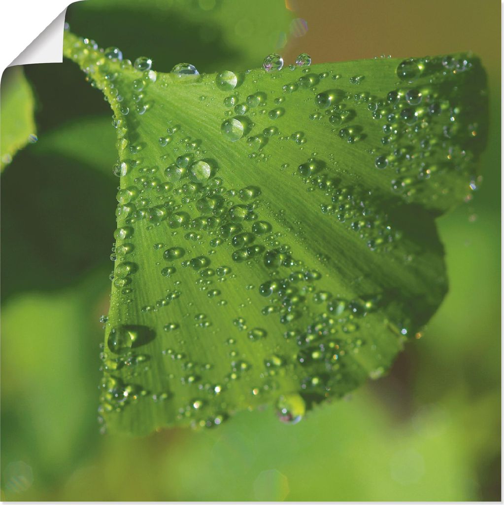 ARTland Poster Ginkgo Größe: 30x30 cm