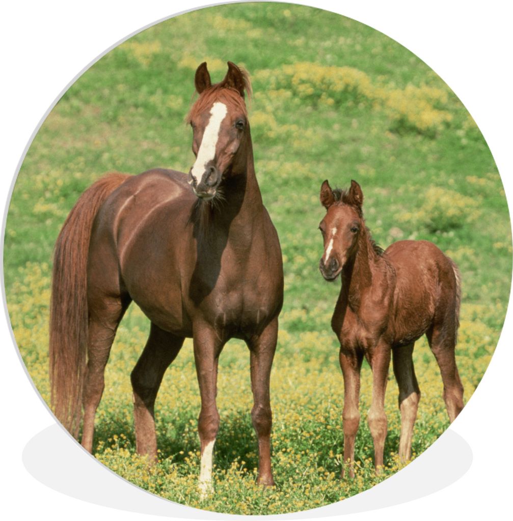 MuchoWow Rundes Wandbild - Runde Bilder Pferde - Gras - Braun Ø 90 cm Kreis Wanddekoration Kunststoff - Wandkreis - Wandschmuck - Wand-Kreis - W...