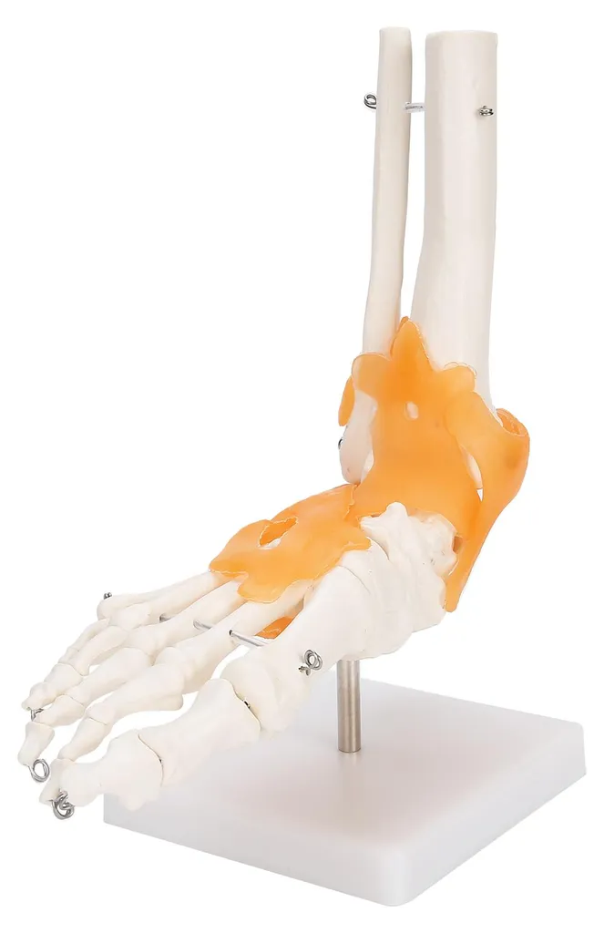 Comprendre les douleurs du pied : maquette anatomique avec ligaments
