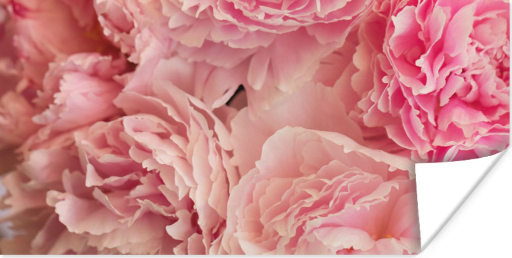 MuchoWow Poster Draufsicht auf einen Strauß rosa Pfingstrosen 150x75 cm - ohne Rahmen