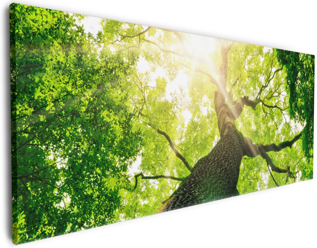 Wallario Premium Leinwandbild Laubbaum aus der Froschperspektive in Größe 60 x 150 cm