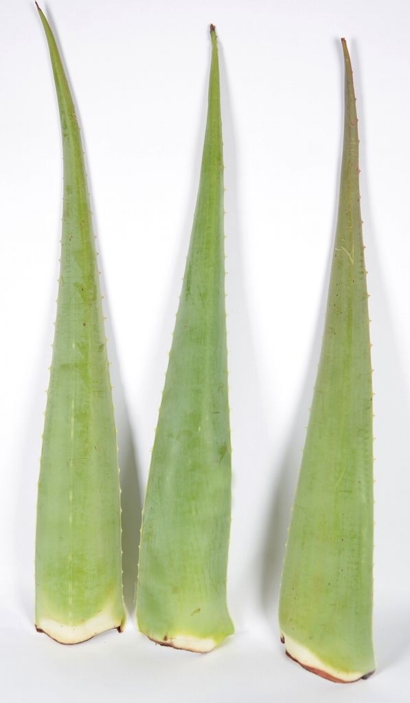 3 Aloe Vera Pflanze Blätter Barbadensis Miller 800g 80cm lang frisch