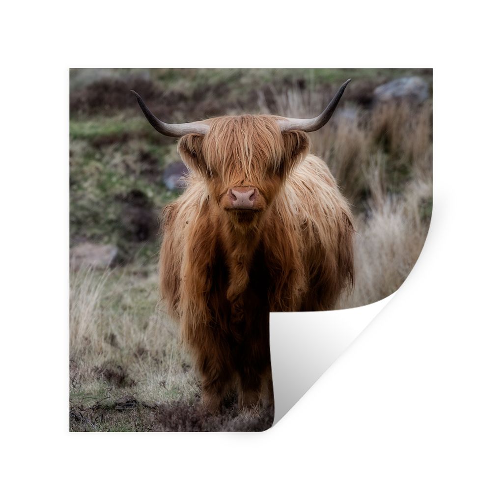 MuchoWow Wandtattoo Wandsticker Wandaufkleber Schottischer Hochländer - Moos - Gras 50x50 cm Selbstklebend und Repositionierbar - Selbstklebend ...