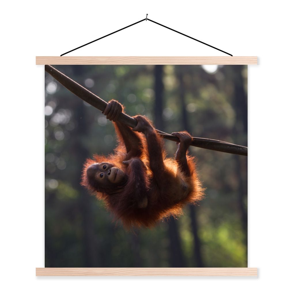 MuchoWow Textilposter Junger Orang-Utan hängt an einem Ast 40x40 cm mit holzfarbenen Rahmen - Posterleiste