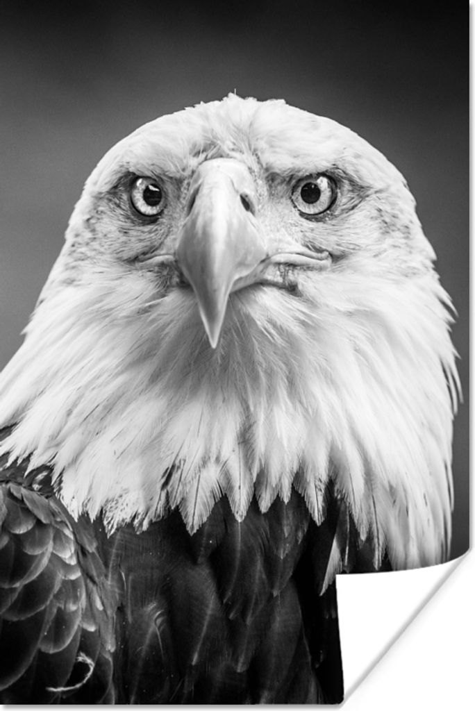 MuchoWow Poster Adler - Raubvogel - Schwarz - Weiß - Tiere 80x120 cm - Papierdruck