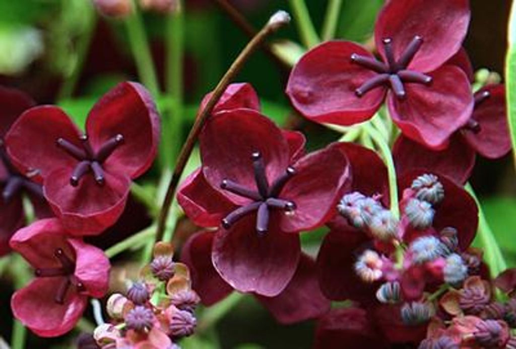 Akebia quinata - Schokoladenwein 50-60 cm | Topf