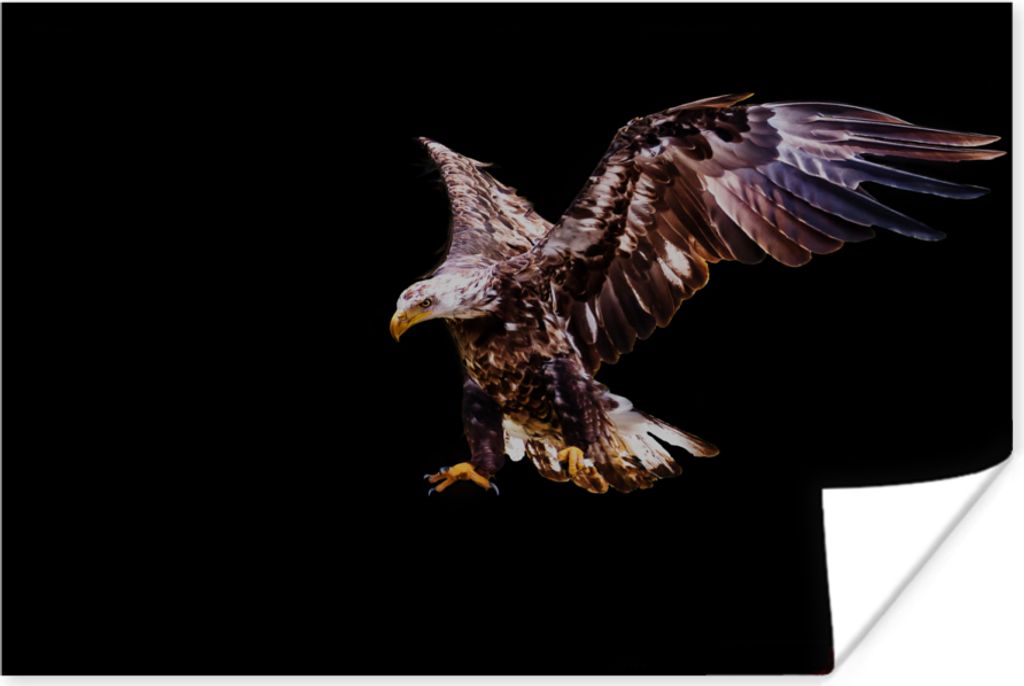MuchoWow Poster Adler - Vogel - Federn 60x40 cm - Schlafzimmerdekoration