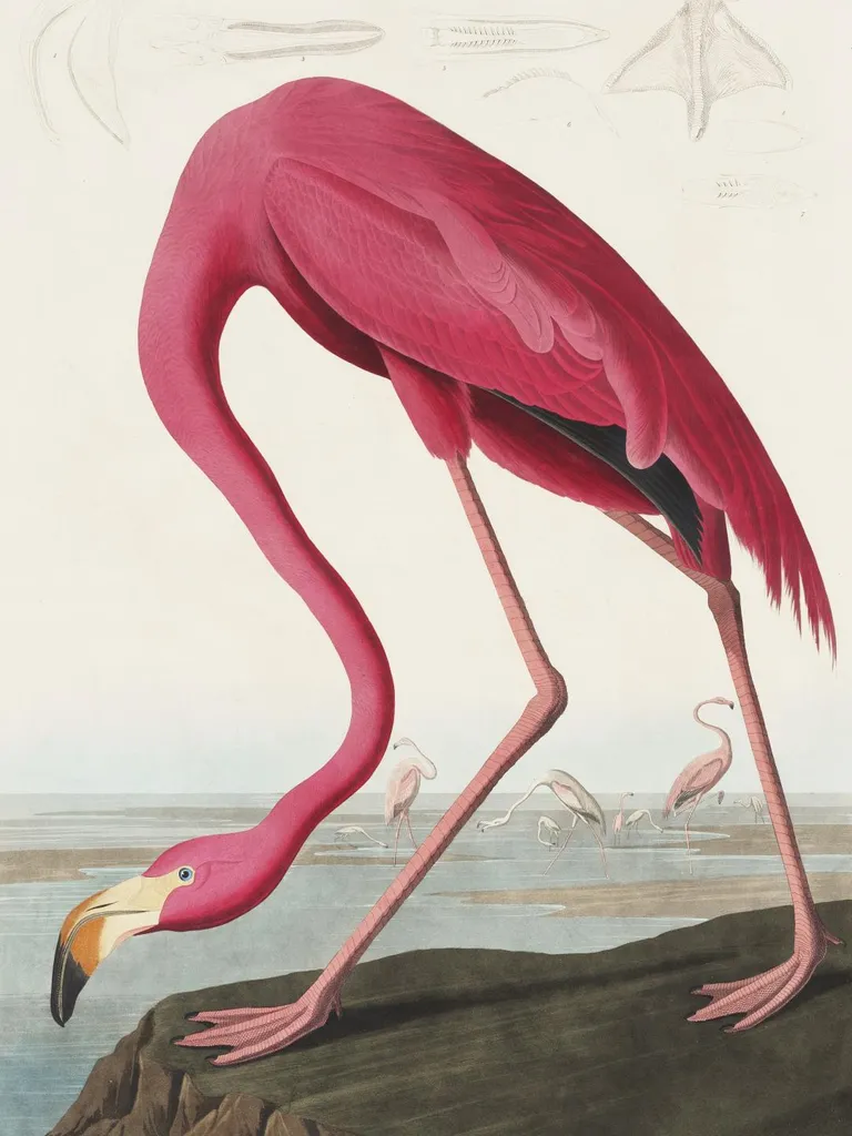 Affiche Flamant Rose 75x100 cm John James Audubon - Déco Salon Chic