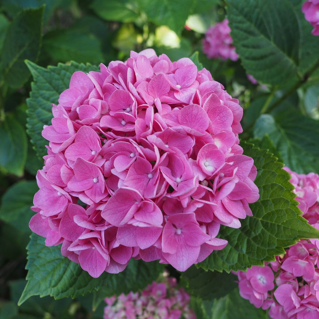 Hortensie - 6 Stk - Hydrangea macrophylla - Höhe 25-40cm - Produktbild 4