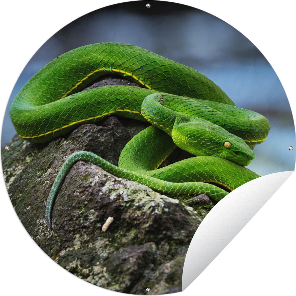 MuchoWow Gartenposter Outdoor-Poster Rund Grüne Schlange auf Stein Ø 150 cm Gartendeko Rundes Poster draußen