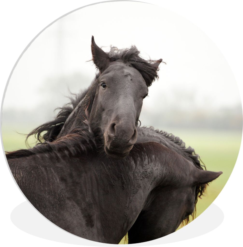 MuchoWow - Wand-Kreis - Wohnzimmer - Bild - Runde - Wanddeko - Dibond - Kunstdrucke