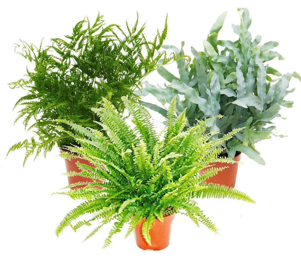 Exotenherz Farn-Mix Pflanze, ca. 40-50cm Gesamthöhe, 17cm Topfgröße