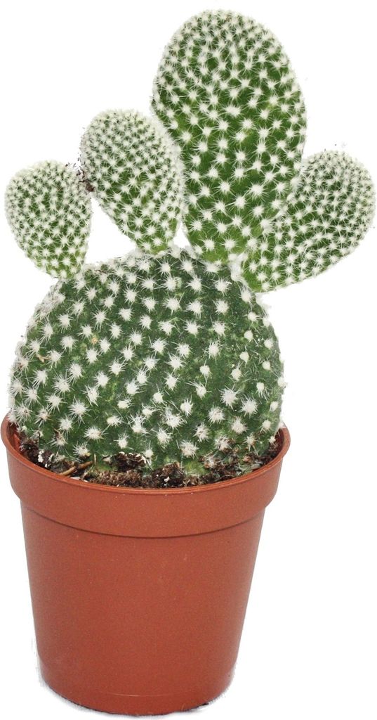 Opuntia microdasys albata - cactus auricolare dalle spine Immagine del prodotto 