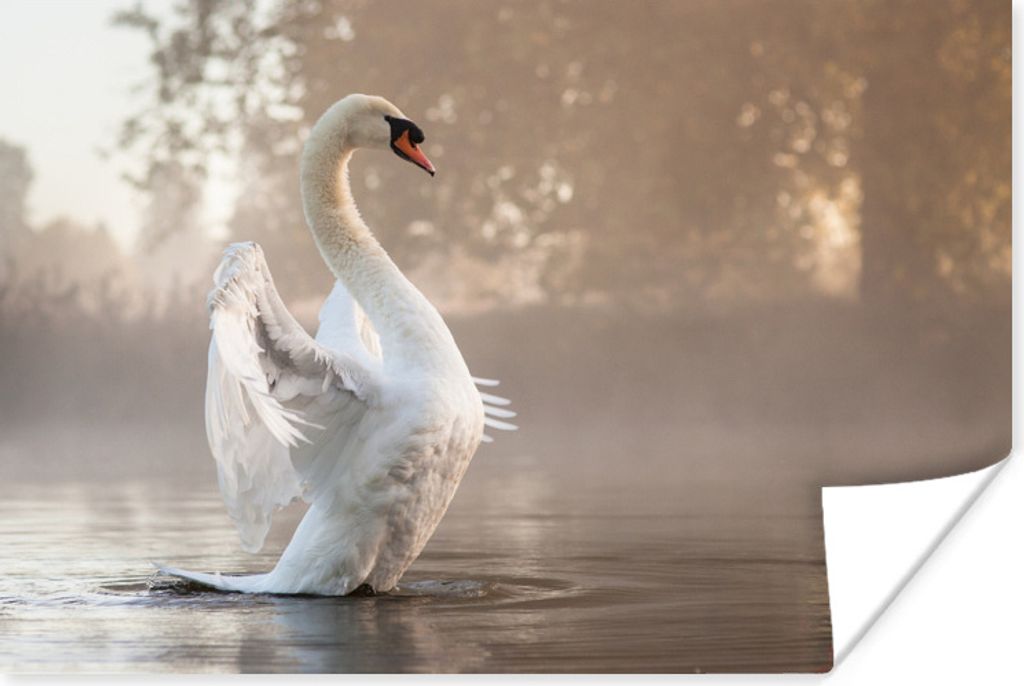MuchoWow Poster Schwan - Nebel - Wasser 30x20 cm - Plakate - Print