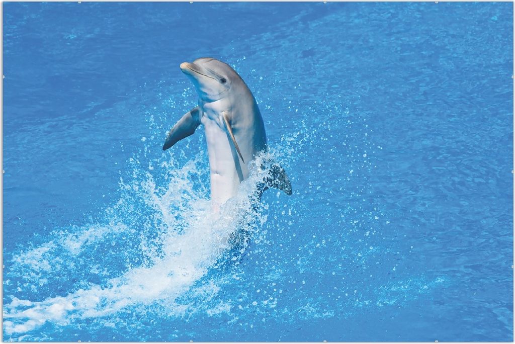 Wallario Wandbild Fröhlicher Delfin im blauen Wasser, Größe: 61 x 91,5 cm, Poster mit rahmenlosen Bildhalter