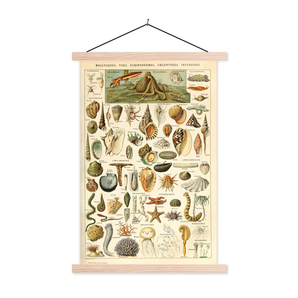 MuchoWow Textilposter Muschel - Meerestiere - Meer 60x90 cm mit holzfarbenen Rahmen - Textil