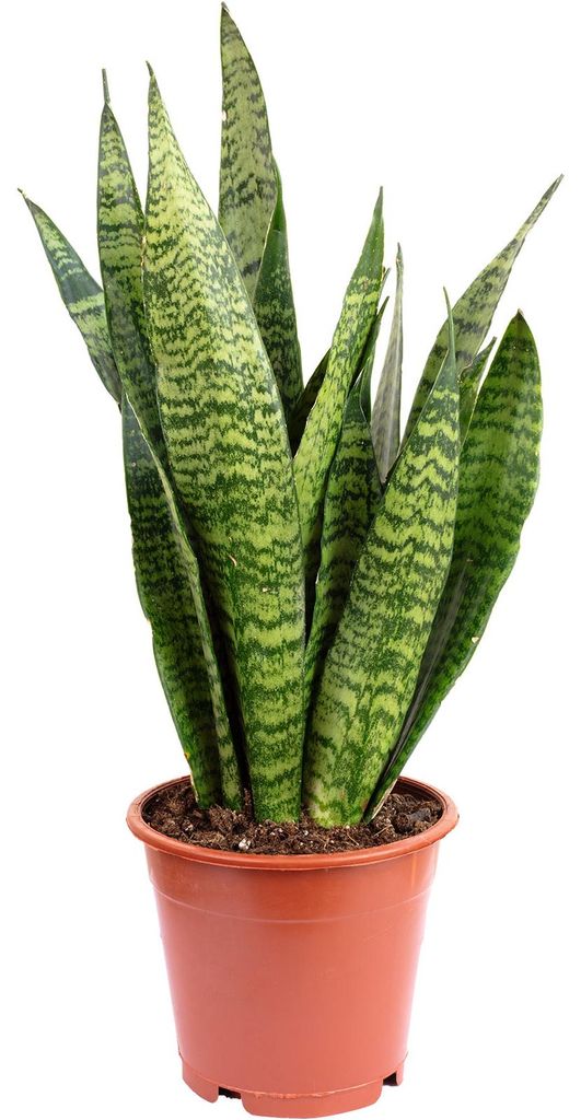 Bogenhanf, pflegeleicht & elegant - Sansevieria zeylanica - Produktbild 