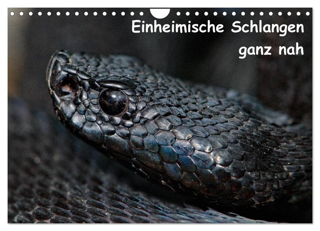 Einheimische Schlangen ganz nah (Wandkalender 2027 DIN A4 quer), CALVENDO Monatskalender